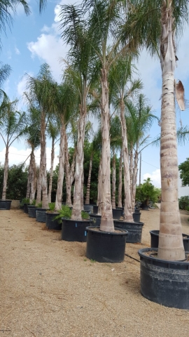 potted coconut palm 1