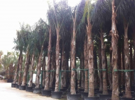 potted coconut palm 2