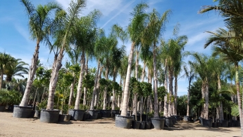 potted coconut palm 3