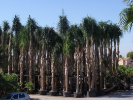 potted coconut palm 4