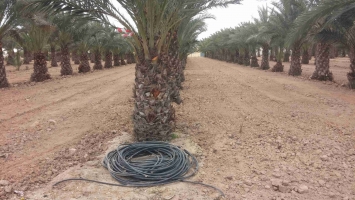 palmier dattier en motte de racines 1