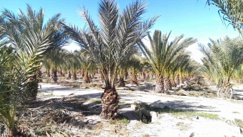 palmier dattier en motte de racines 2