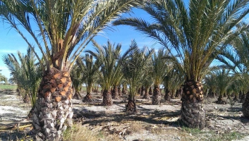 palmier dattier en motte de racines 3