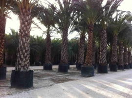 palmier dattier en conteneur 3