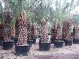 palmier dattier en conteneur 4