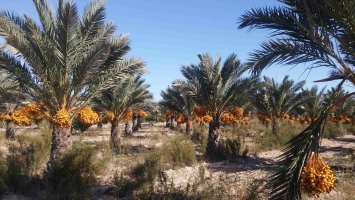 palmier in vitro pleine production 1