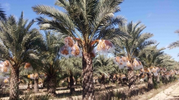 palmier in vitro pleine production 3