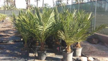 palmier in vitro 2
