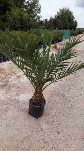 palmier in vitro 4
