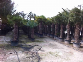 Trachycarpus fortunei en pot 3