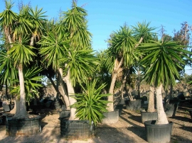 Yucca elephantipes in pot 1