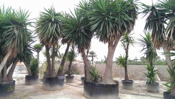 Yucca elephantipes en pot 2