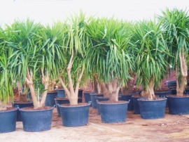 Yucca elephantipes in pot 3
