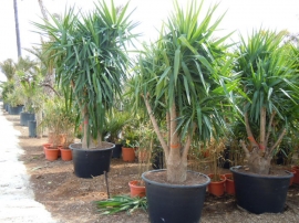 Yucca elephantipes in pot 4