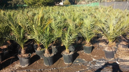 In Vitro Palms sold in 15 liter pots