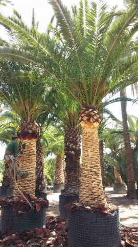 Tronc de palmier Canaries brossé 1