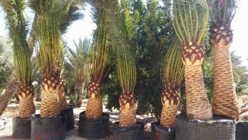 Tronc de palmier Canaries brossé 2