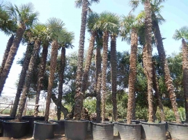 Potted Trachycarpus Fortunei 2