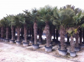 Potted Trachycarpus Fortunei 6