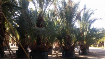 Groupe palmier dattier 1