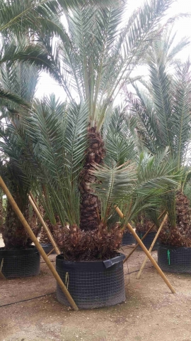 Groupe palmier dattier 2