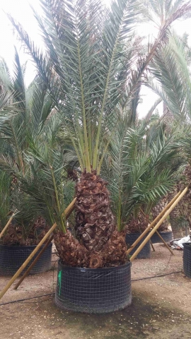 Groupe palmier dattier 3
