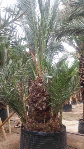 Groupe palmier dattier 4