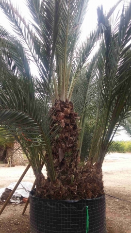 Groupe palmier dattier 5