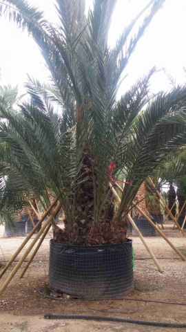 Groupe palmier dattier 6