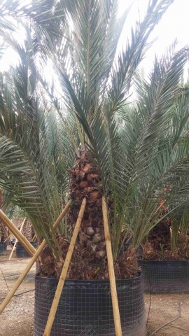 Groupe palmier dattier 7