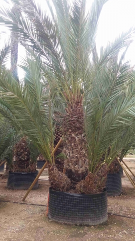 Groupe palmier dattier 8
