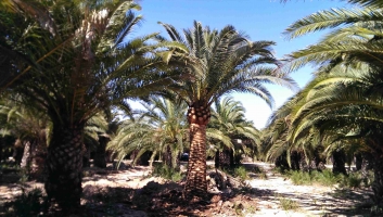 Tronc de palmier Canaries brossé 8