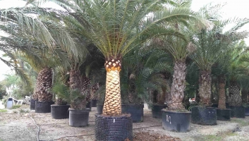 Canary palm tree trunk brushed 4
