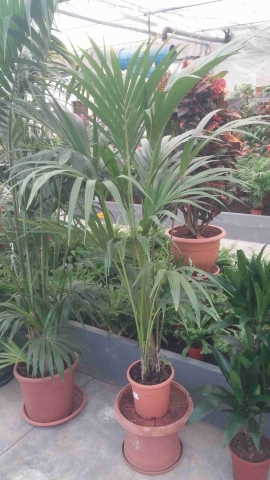 Potted Kentia 2