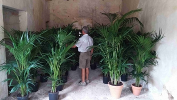 Potted Kentia 3