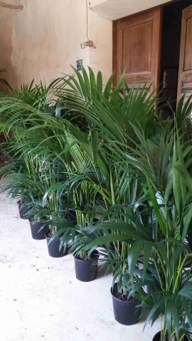 Potted Kentia 5
