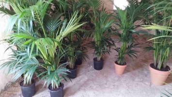 Potted Kentia 6