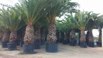 Canary Palm in Container 2