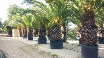 Canary Palm in Container 3