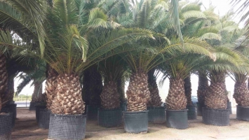 Canary Palm in Container 4