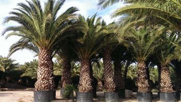 Canary Palm in Container 7