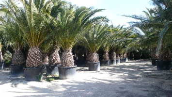 Canary Palm in Container 8
