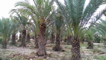 Palmier dattier en motte de racines 7