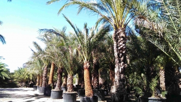 Container Date Palm 3