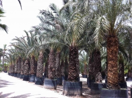 Container Date Palm 4