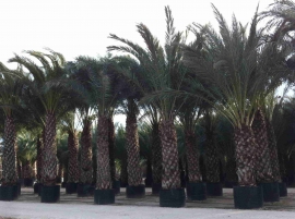 Date palm in container 5