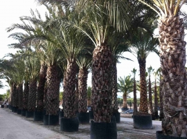 Container Date Palm 6