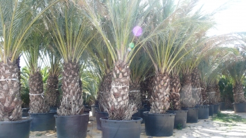 Container Date Palm 7