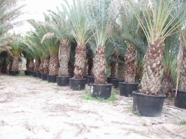 Container Date Palm 8