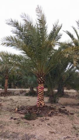 Datilera palm brushed trunk 1